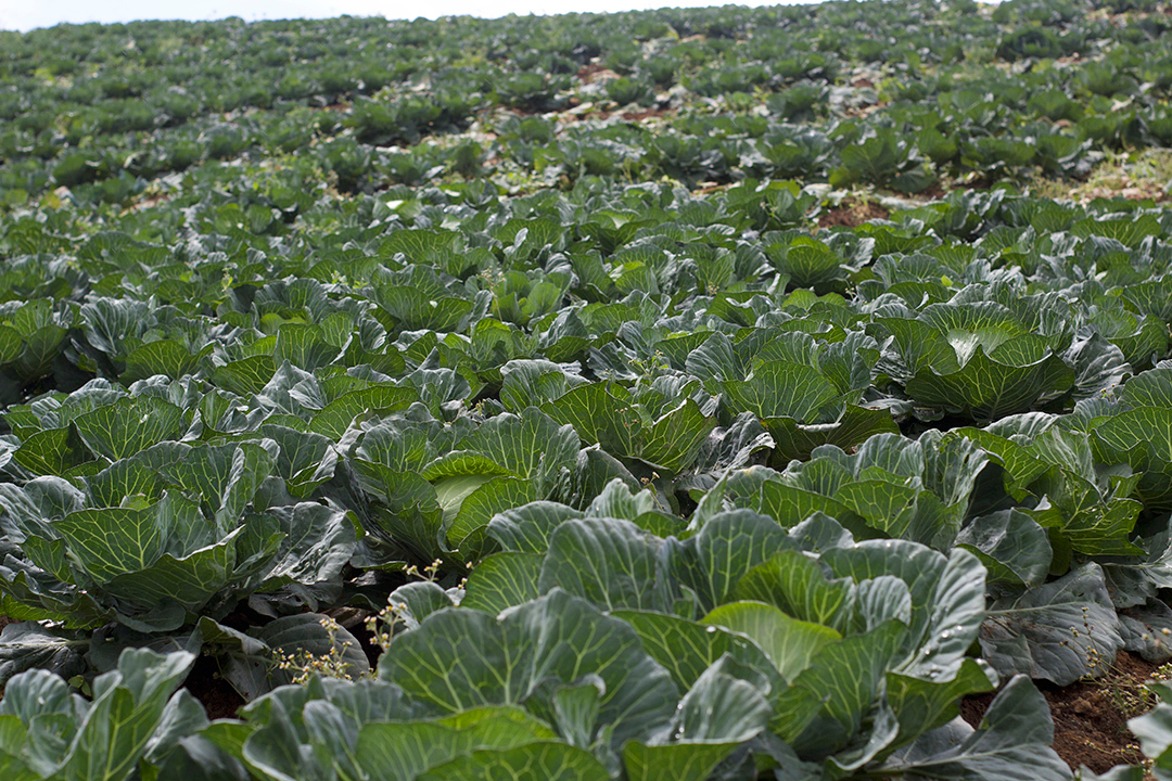 Cabbage crop nutrition program