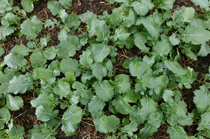 Does your crop have a deficiency?