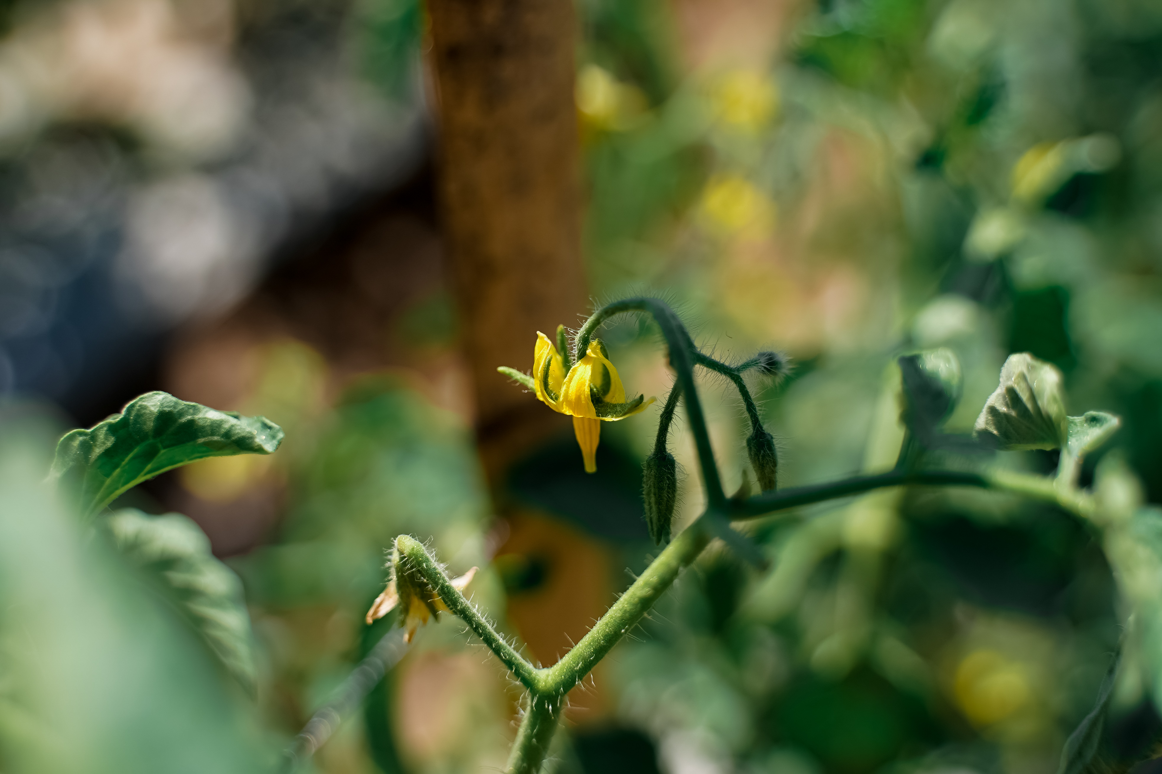 Tomato Crop Nutrition Programme
