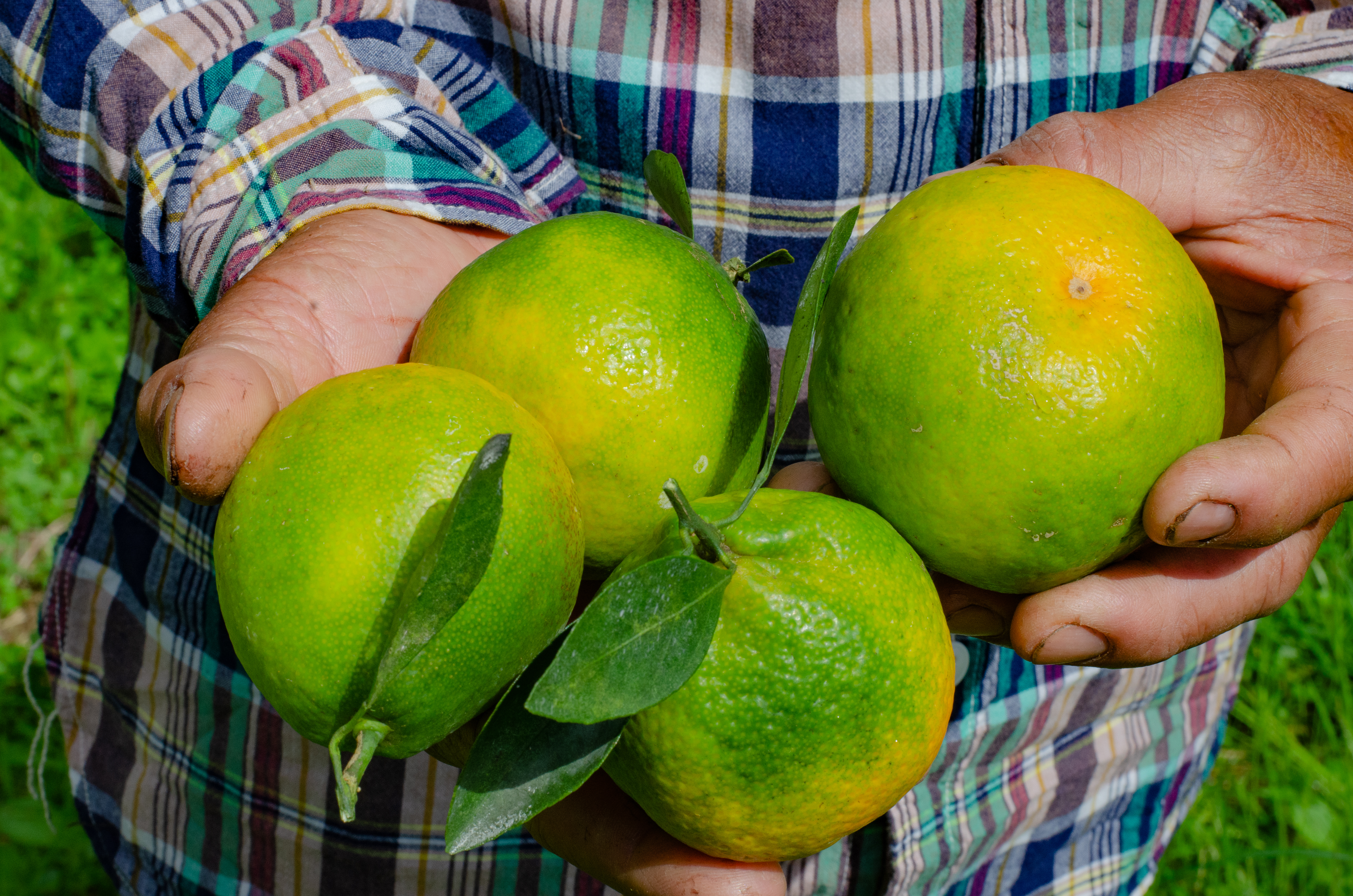Increasing citrus fruit size